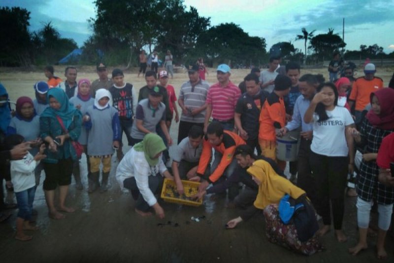 Pokmaswas Karang Taruna Lepas Ribuan Tukik Di Paloh Antara News