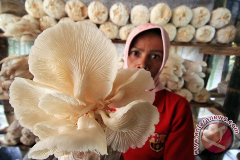 Mahasiswa Ugm Budidaya Jamur Di Kimak Bangka Antara News