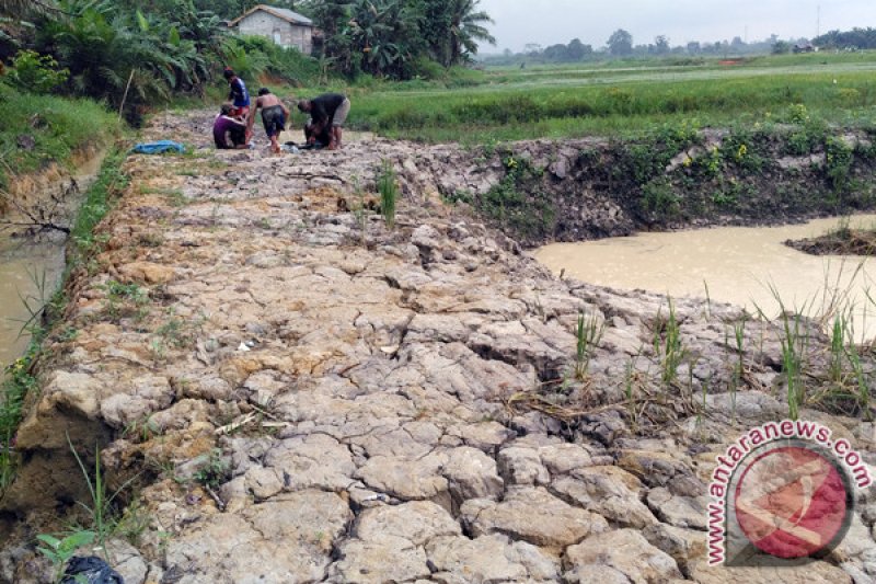 Batanghari Bangun 11 KM Jalan Usaha Tani ANTARA News Jambi