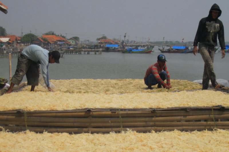 Produksi Rumput Laut Di Serang Mencapai Ribu Ton Antara News Banten