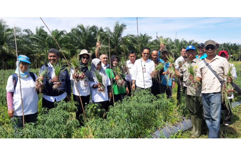 Kelompok Tani Sido Mulyo Panen Bawang Merah Di Lahan Gambut Antara