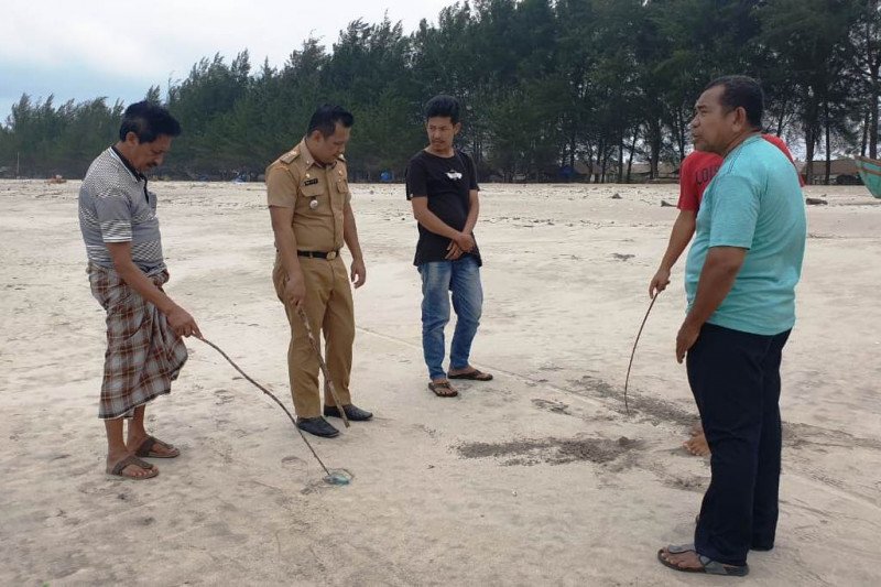 Ratusan Ubur Ubur Terdampar Di Pantai Tiku Agam 10 Orang Tersengat