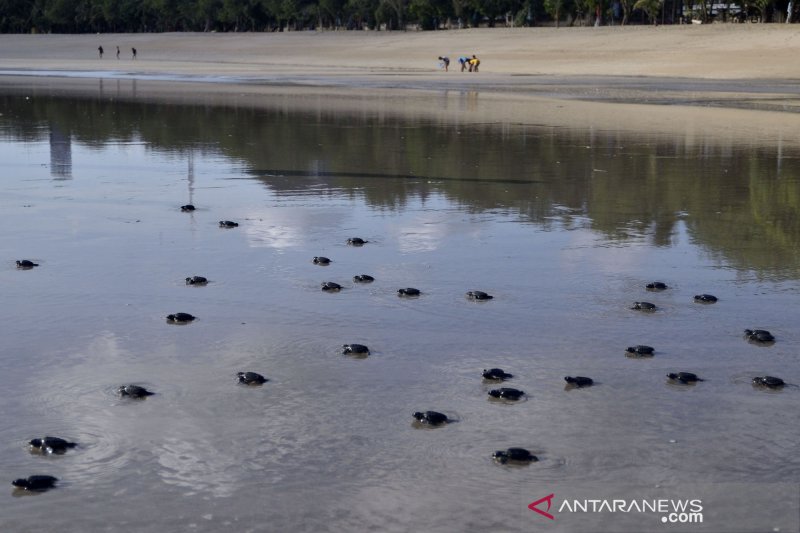 Pelepasan Tukik Di Pantai Kuta ANTARA News