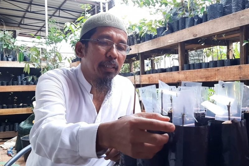 Distan Kalbar Alpukat Lilin Singkawang Saat Ini Semakin Diminati