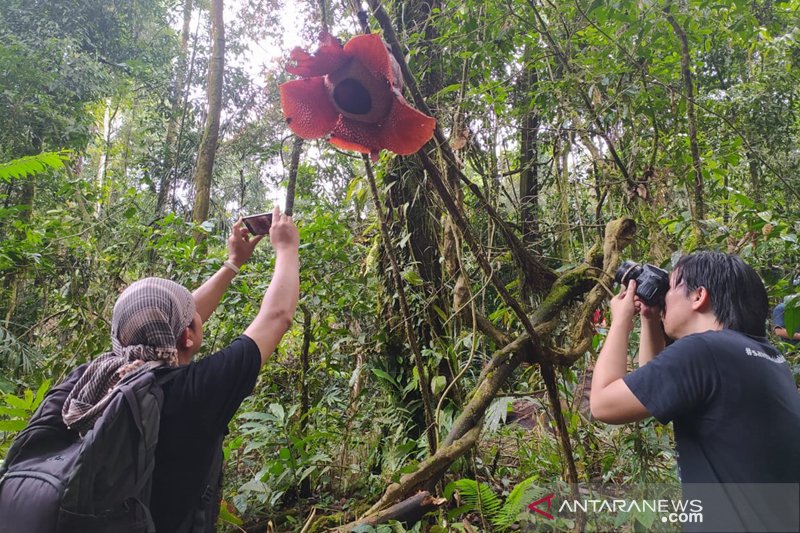 Rafflesia Di Bengkulu Mekar Menggantung Pada Tanaman Inang Antara