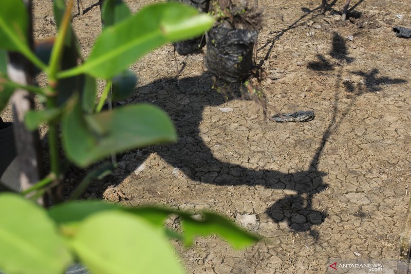 Gerakan Tanam Mangrove Hari Bumi Antara Foto Hot Sex Picture