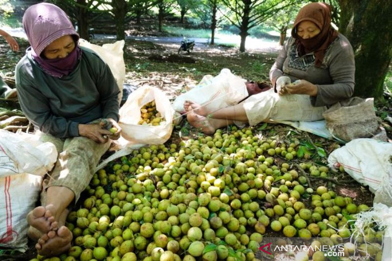 Panen Buah Pala Antara News Papua