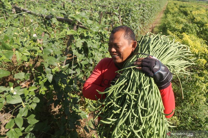 Panen Kacang Panjang ANTARA News Jawa Timur