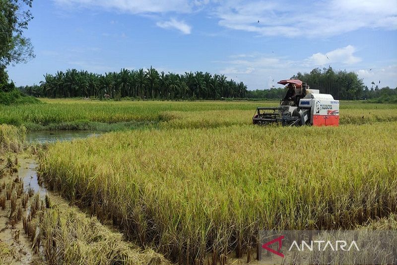 Iklim Tidak Menentu Distanbunak Aceh Tamiang Turunkan Target Produksi