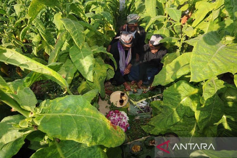 Tradisi Ritual Tungguk Tembakau Di Lereng Gunung Merbabu Antara News