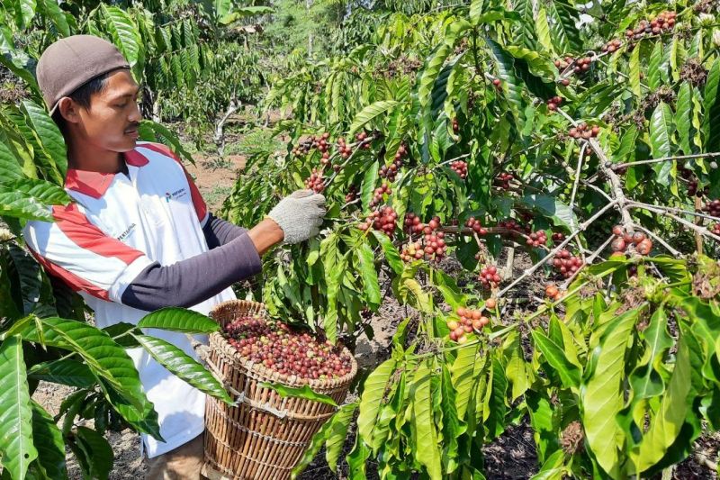 Pge Ulubelu Perbaiki Ekonomi Petani Tanggamus Lewat Rumah Belajar Kopi