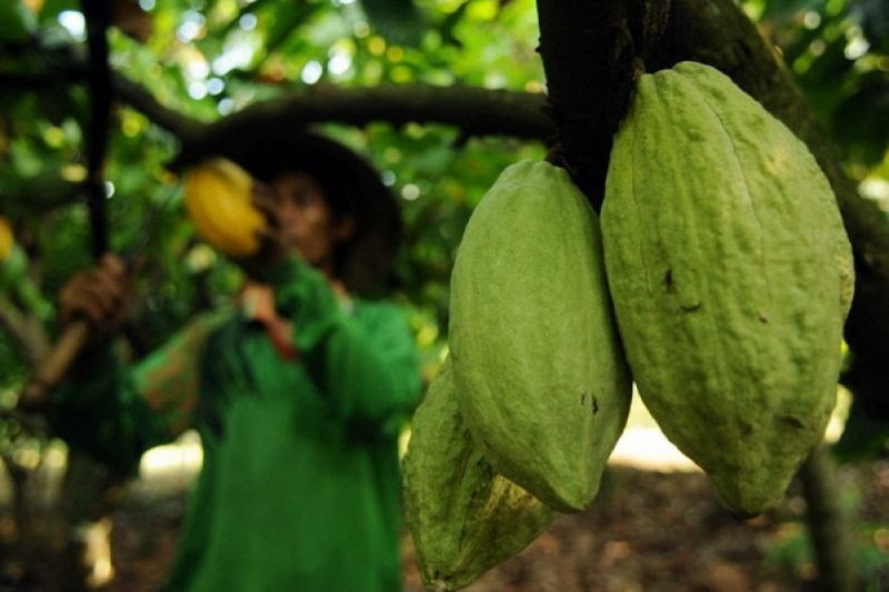 Aceh Terapkan Program Pemangkasan Untuk Tingkatkan Produksi Kakao