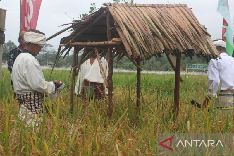 Pesta Murok Jerami Jadi Wisata Budaya Bangka Tengah Antara News