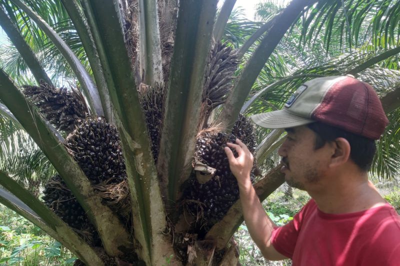 Akademisi Untan Dana Bagi Hasil Sawit Untungkan Daerah Penghasil