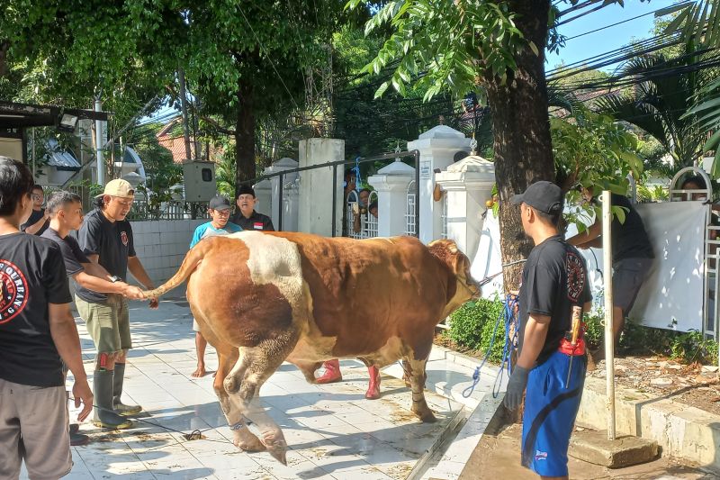 Sebanyak 76 Hewan Kurban Disembelih Di Masjid Agung Sunda Kelapa