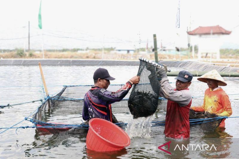 KKP Program SFV Berhasil Tingkatkan Realisasi PNBP Layanan Perikanan