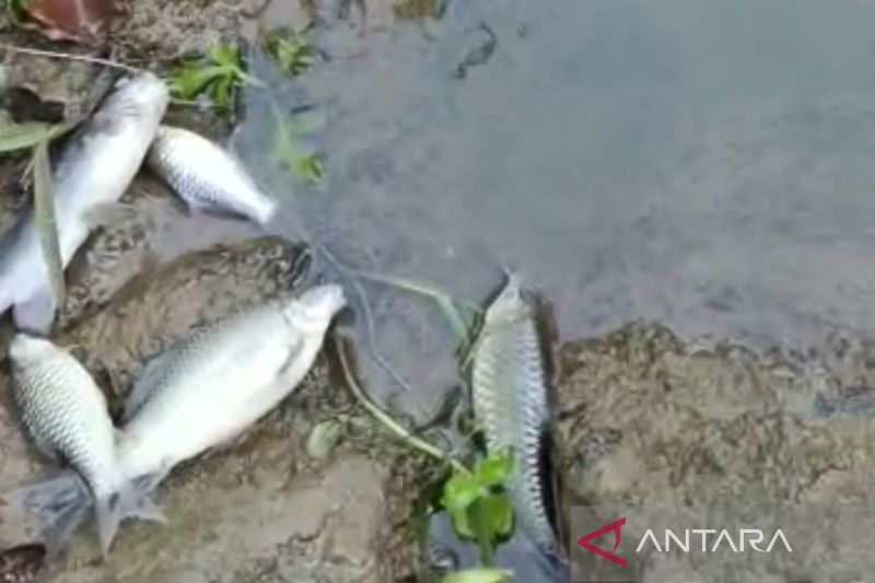 Dlh Cek Penyebab Ikan Mati Di Sungai Mukomuko Antara News