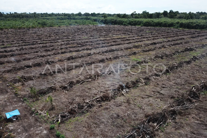 Suaka Margasatwa Rawa Singkil Aceh Alami Deforestasi Hektare