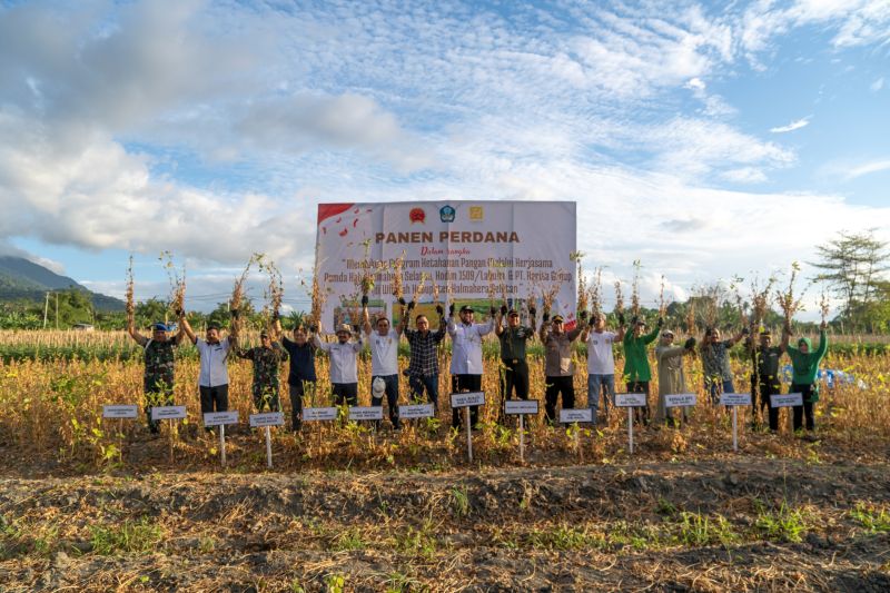 Petani Binaan Perusahaan Swasta Di Halsel Panen Perdana Kedelai 2 9 Ton