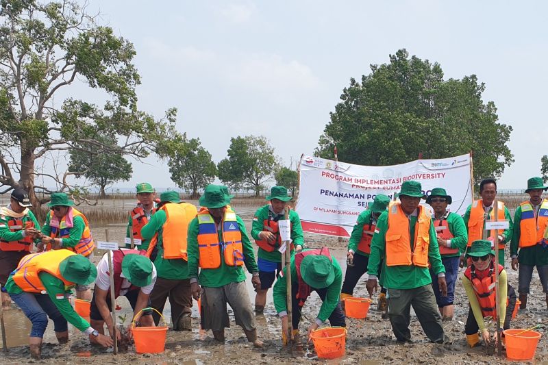 Kilang Pertamina Plaju Lakukan Penanaman Batang Mangrove Antara