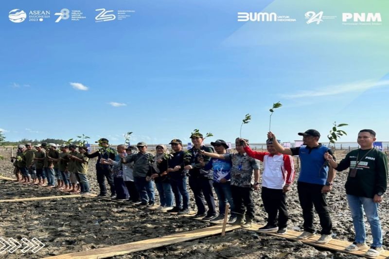 Rayakan HUT Ke 78 RI PNM Tanam 22 000 Pohon Mangrove ANTARA News