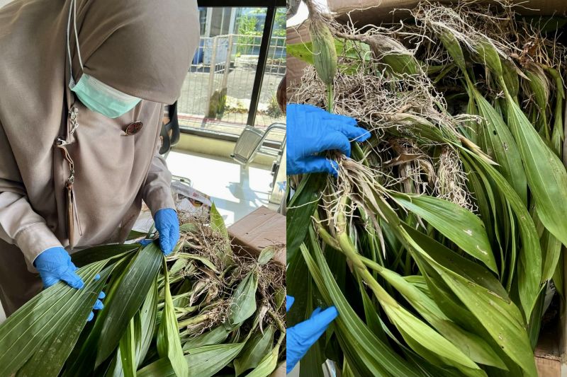 Karantina Kalsel Periksa Bibit Anggrek Hitam Tujuan Kediri Antara