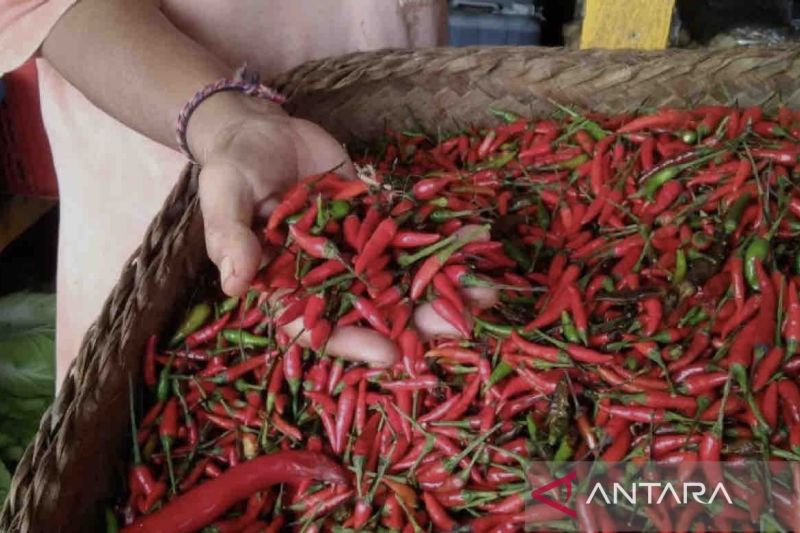 Kementan Pastikan Pasokan Cabai Aman Jelang Ramadhan 1445 H ANTARA News