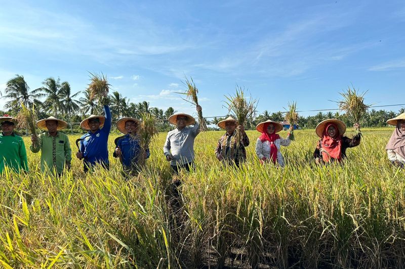 Program CSR PHM Hasilkan Panen Raya Padi Organik Di Kutai Kartanegara