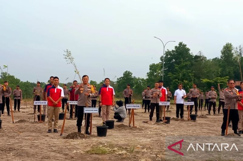 BPDAS Baturusa Cerucuk Polda Babel Tanam 500 Batang Pohon Kayu Putih