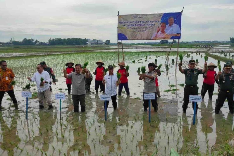 Kementan Dorong Empat Kabupaten Di Jateng Percepat Tanam Padi Antara News