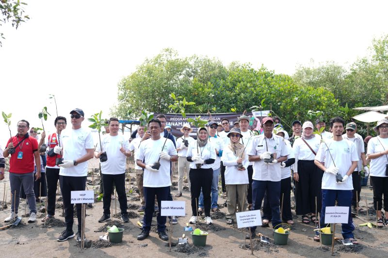 Jaga Ekosistem Pantai PLN EPI Tanam 1 000 Bibit Mangrove Di Marunda