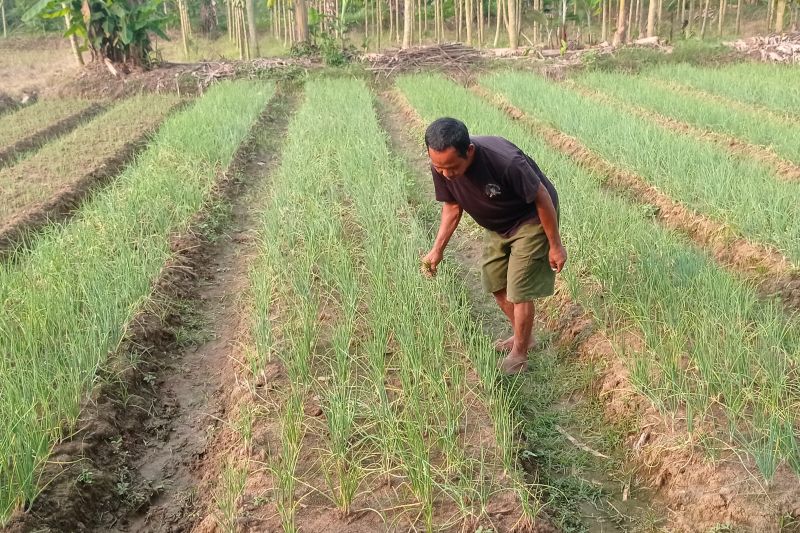 Petani Lebak Kembangkan Tanaman Bawang Merah Antara News