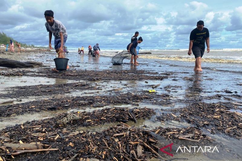 Puluhan Warga Bersihkan Tumpahan Batu Bara Di Pantai Aceh Barat