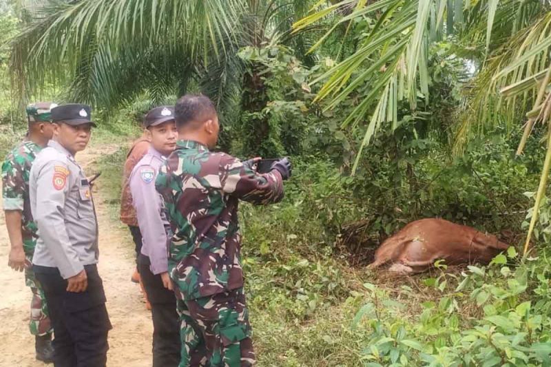 Polres Tiga Sapi Warga Di Aceh Timur Dimangsa Harimau Sumatra Antara