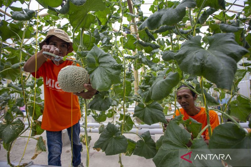 Budi Daya Melon Hidroponik Fujisawa Oleh Petani Milenial Di Indramayu