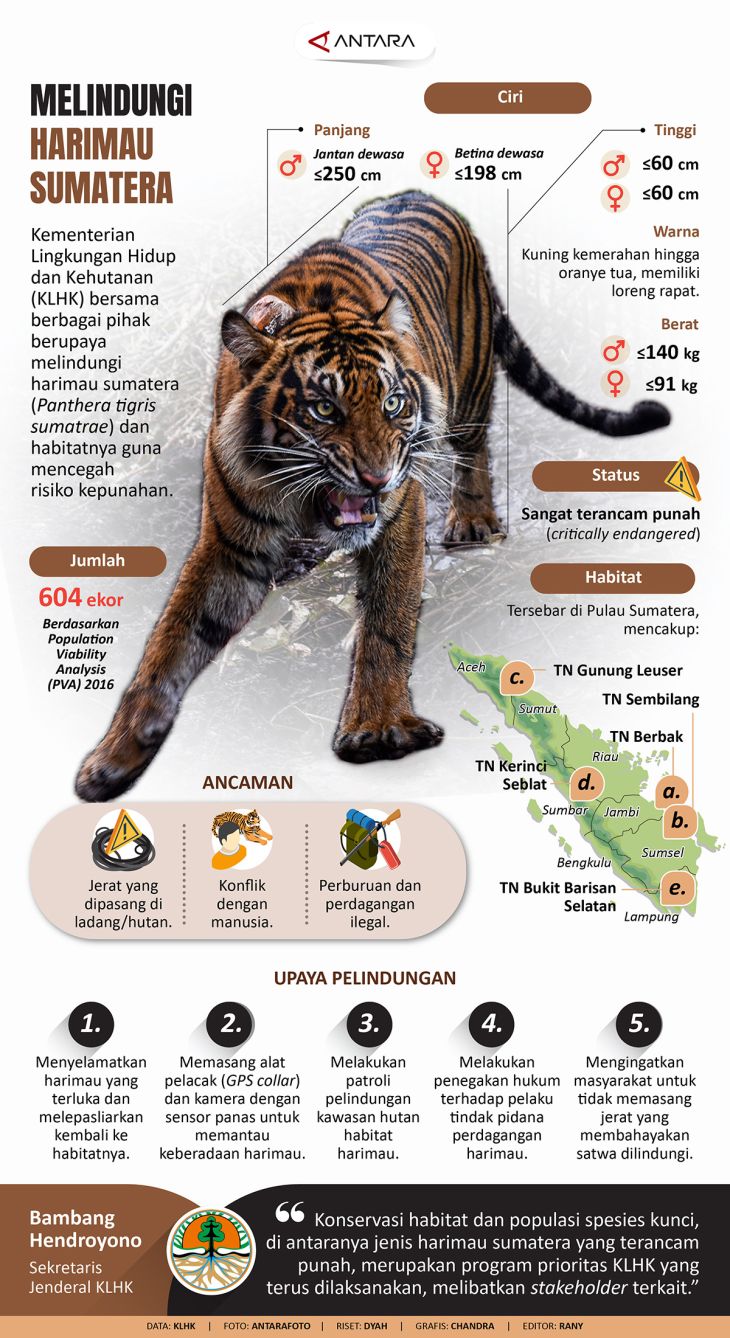 Melindungi Harimau Sumatera Infografik ANTARA News