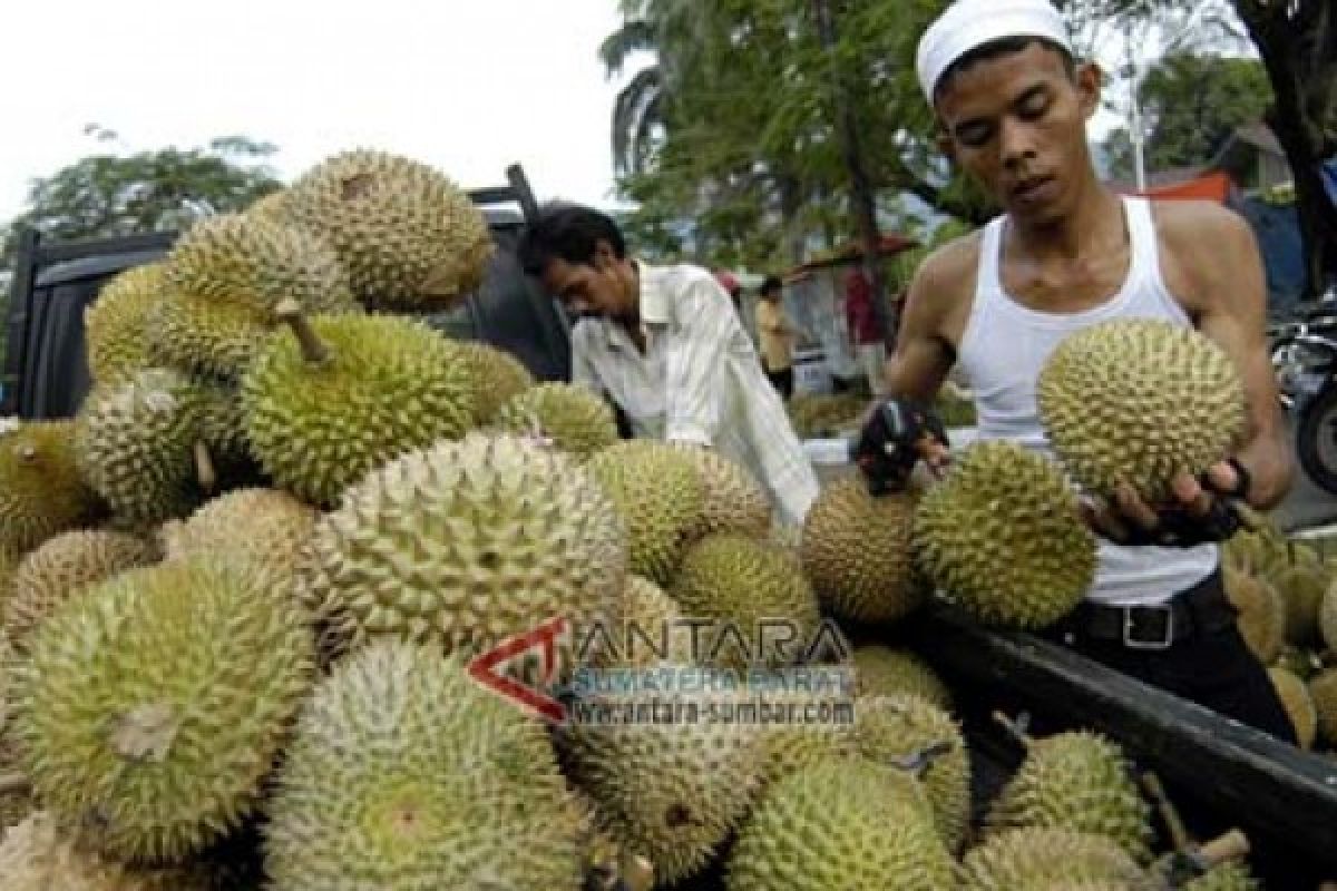 Pemudik serbu pedagang durian di Pesisir Selatan