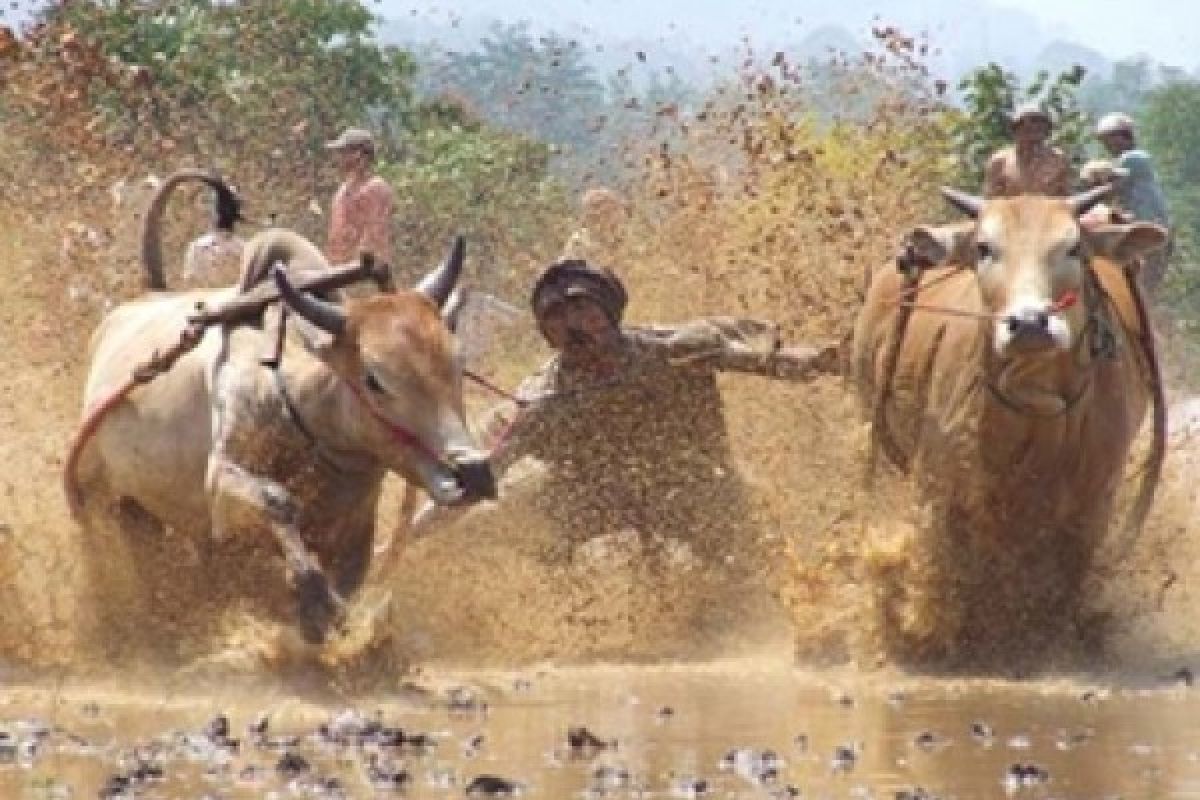 Pacu Jawi (sapi)