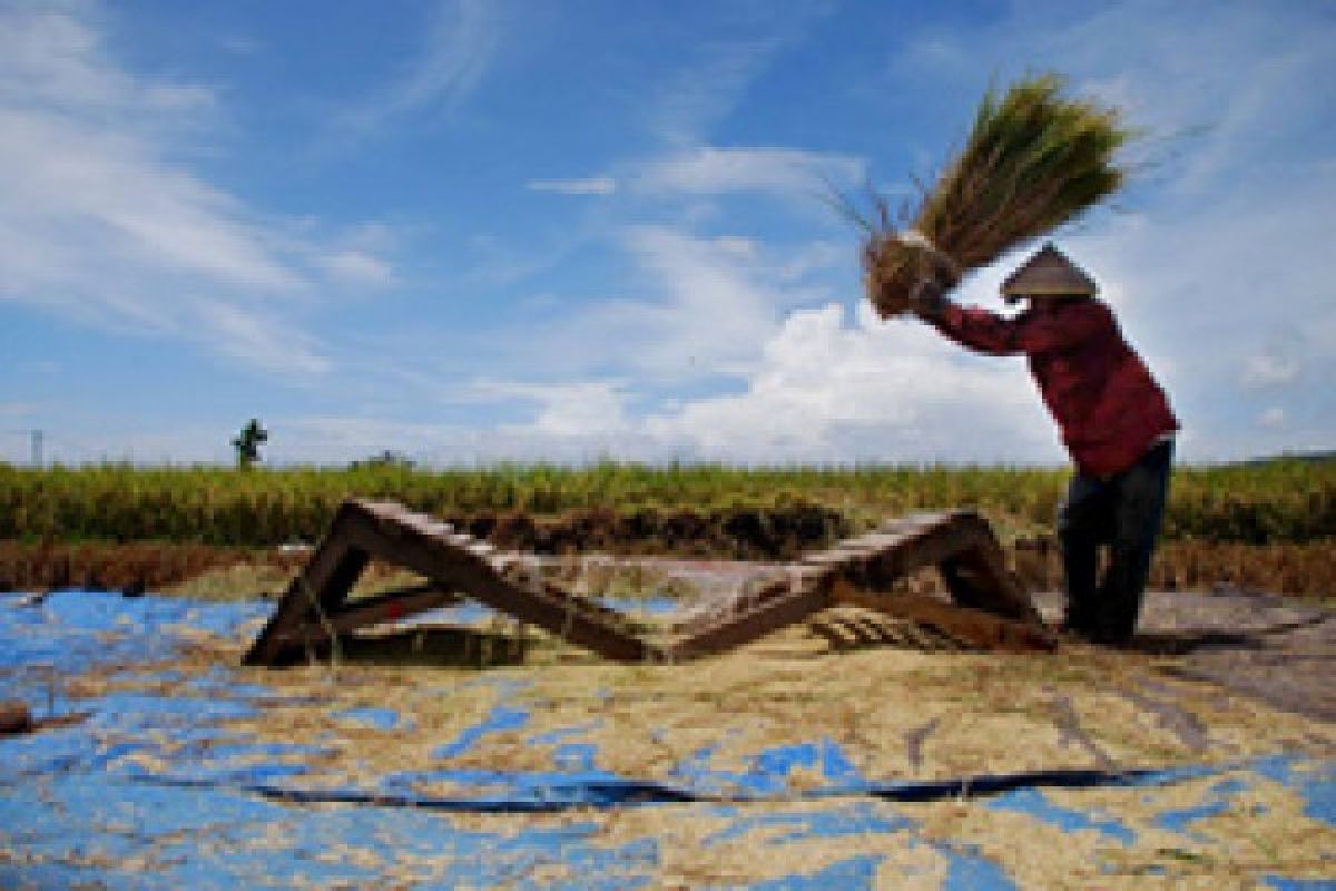 Pengamat Unram:  Kenaikan HPP gabah untungkan petani