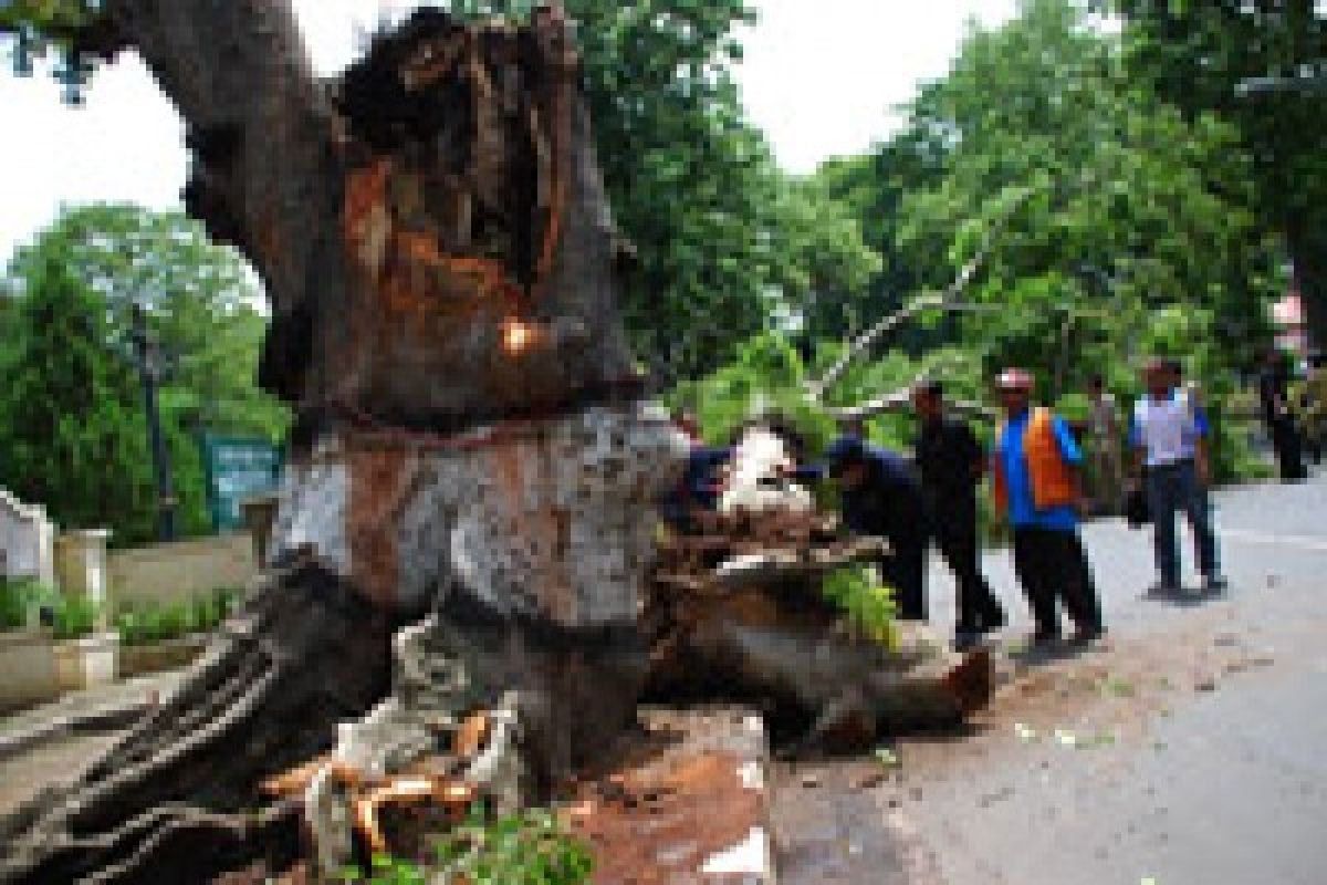 Warga Kota Mataram khawatirkan pohon tumbang