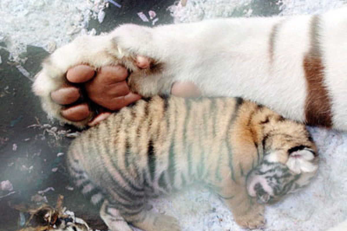 Five white tiger cubs born in China