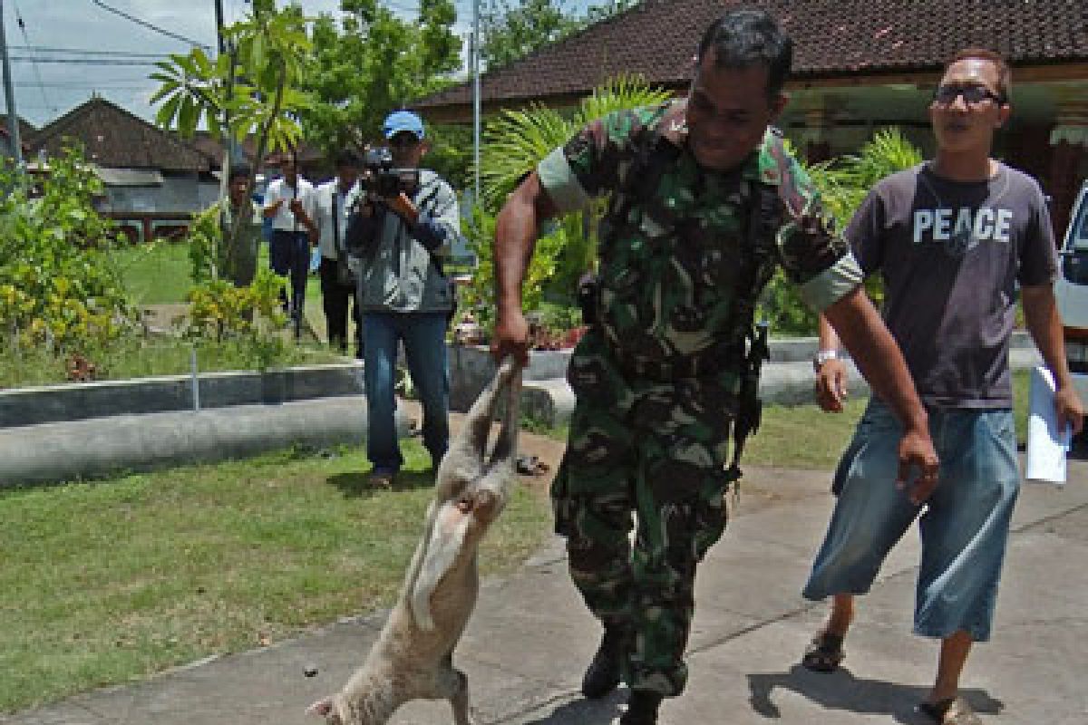 Wisatawan di Mandalika keluhkan banyak anjing liar