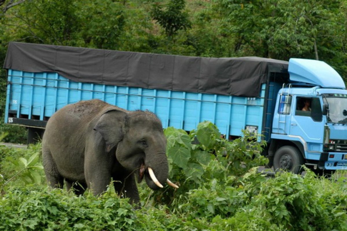 Pemerintah Singapura larang penjualan gading gajah mulai 2021