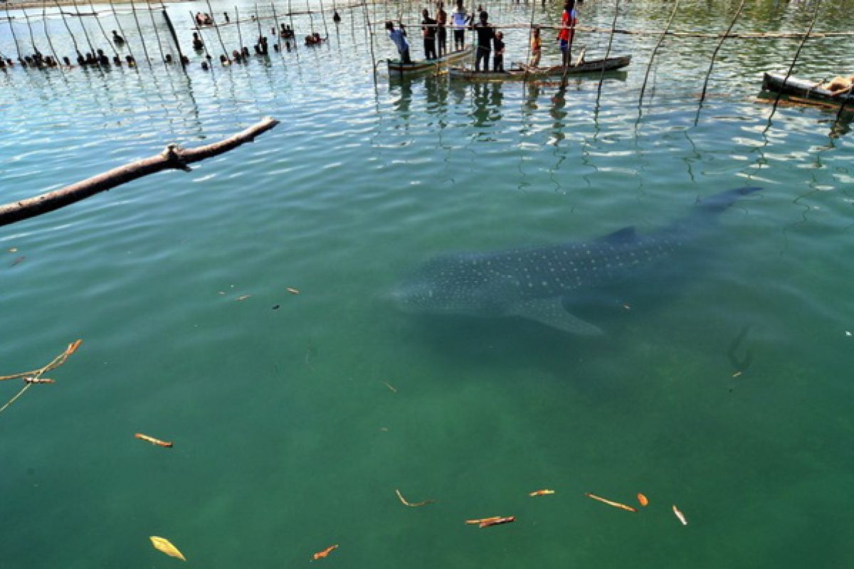 Menteri Susi akan pantau hiu tutul di Probolinggo