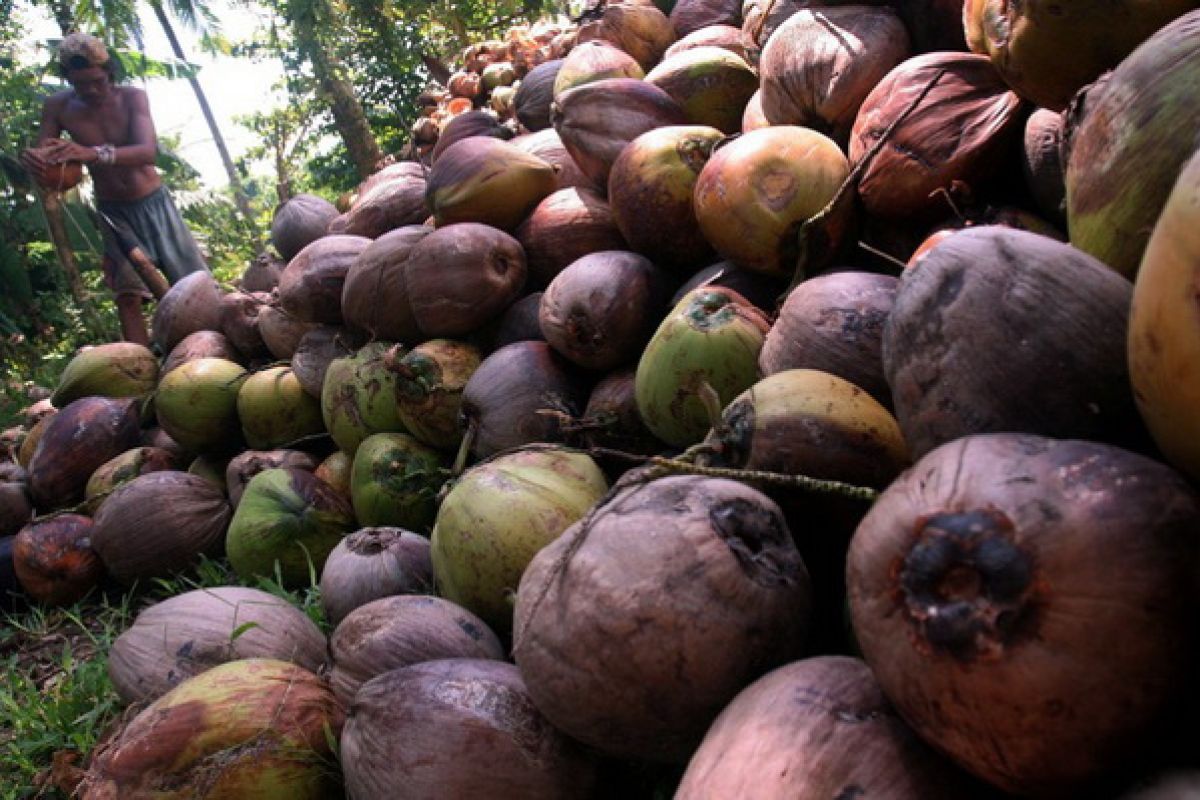 5.500 ton minyak kelapa Sulawesi Utara diekspor ke Malaysia