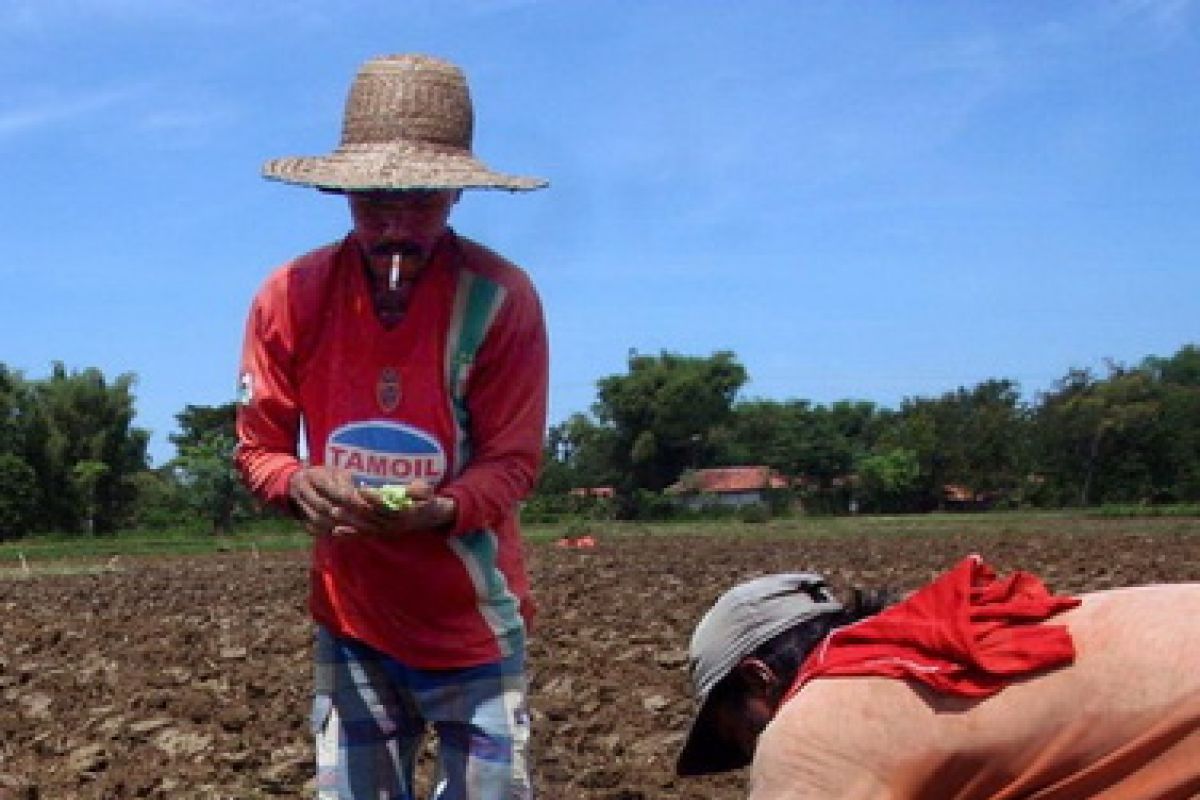 Petani Tembakau Rugi Miliaran Rupiah