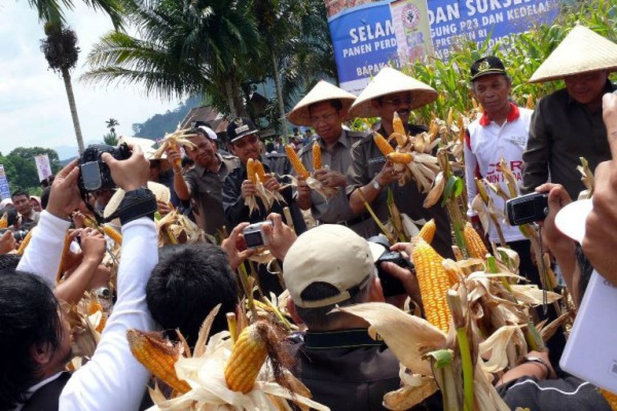 Panen Raya Jagung