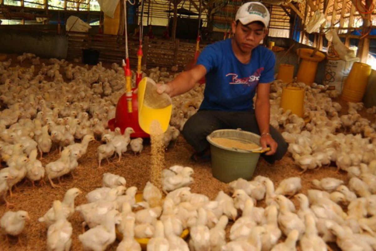 Jateng akan tertibkan peternak ayam ilegal cegah kelebihan pasokan