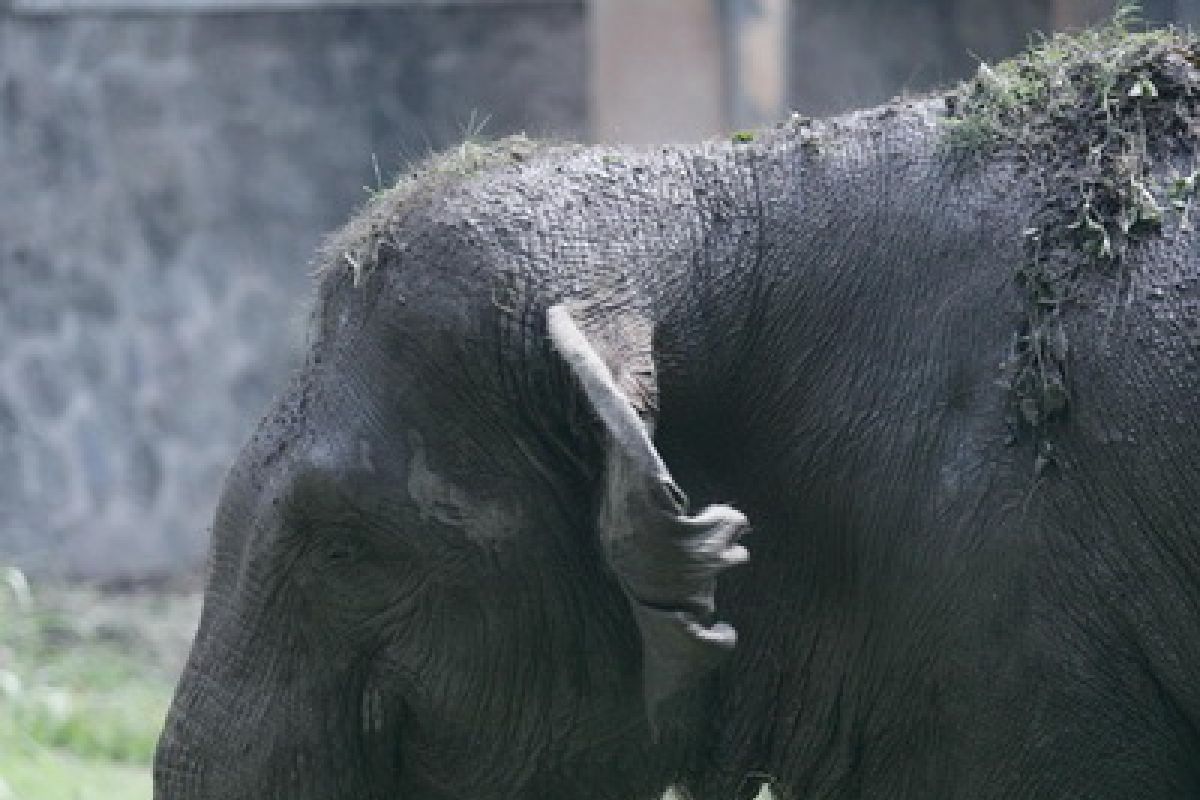 Presiden Beri Nama Anak Gajah Taman Safari