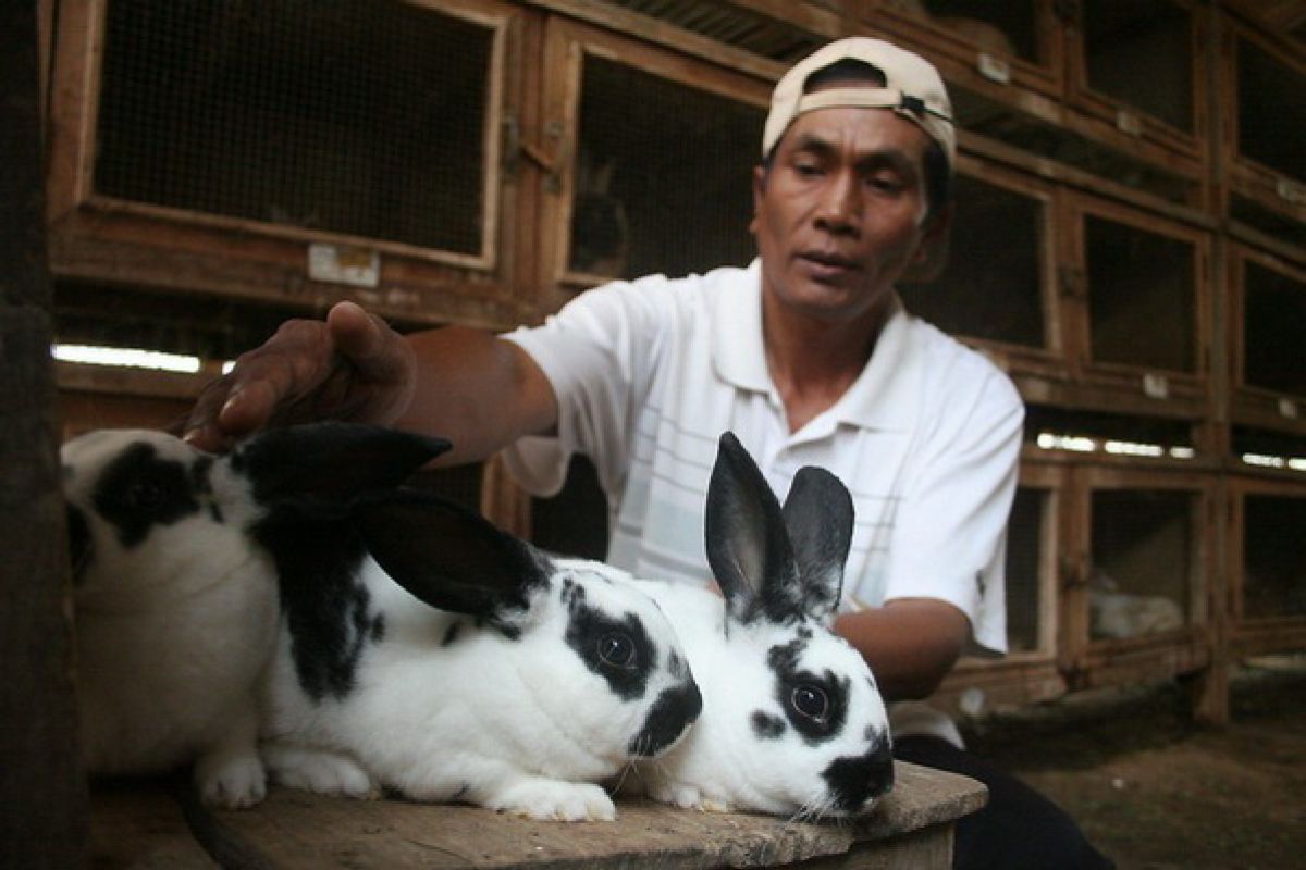 Samarinda canangkan "Rabbit Day" 2015